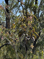 Styphelia triflora