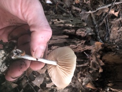 Marasmius nigrodiscus