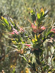 Styphelia triflora