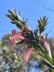 Styphelia triflora