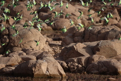 Melopsittacus undulatus