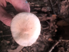 Marasmius nigrodiscus