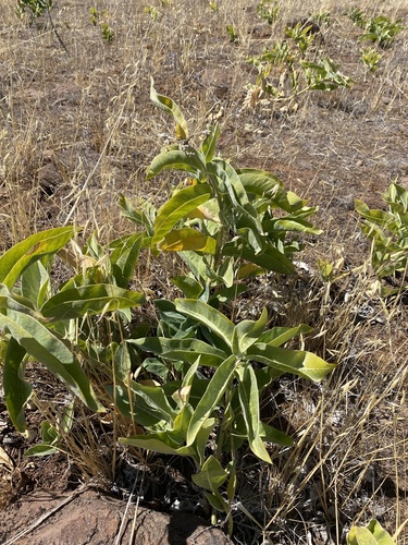 iNaturalist observation photo of woollypod milkweed