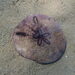 Slender Keyhole Sand Dollar - Photo (c) Claire Goiran, some rights reserved (CC BY-NC), uploaded by Claire Goiran