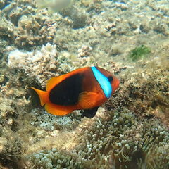 Amphiprion melanopus