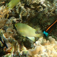 Pomacentrus moluccensis