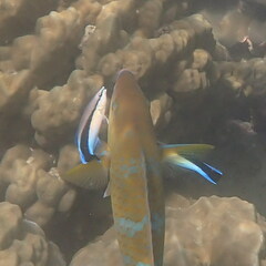 Labroides dimidiatus