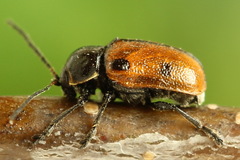 Cryptocephalus distinguendus