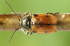 Cryptocephalus distinguendus