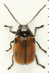 Cryptocephalus distinguendus