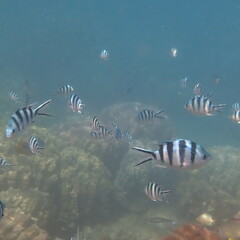Abudefduf sexfasciatus