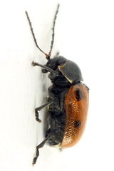 Cryptocephalus distinguendus