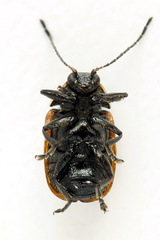 Cryptocephalus distinguendus