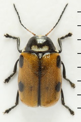 Cryptocephalus distinguendus