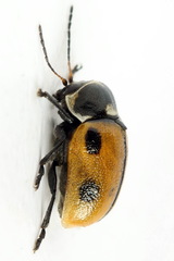 Cryptocephalus distinguendus