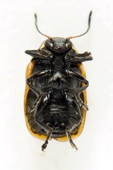 Cryptocephalus distinguendus