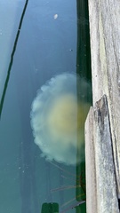 Phacellophora camtschatica