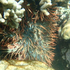 Acanthaster