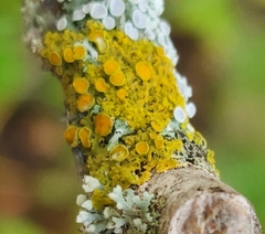 Xanthomendoza hasseana