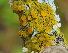Xanthomendoza hasseana