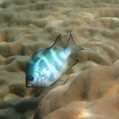 Amblyglyphidodon orbicularis