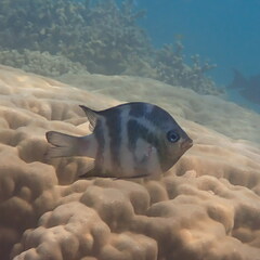 Amblyglyphidodon orbicularis