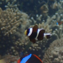 Amphiprion akindynos