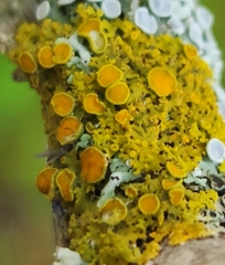 Xanthomendoza hasseana