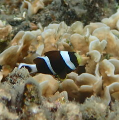 Amphiprion akindynos