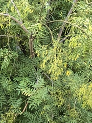 Styphnolobium japonicum