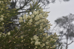 Melaleuca