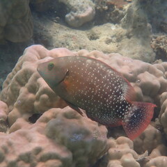 Cheilinus chlorourus