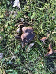 Coprinopsis atramentaria