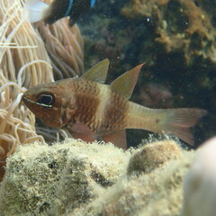 Ostorhinchus norfolcensis