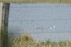 Nettapus coromandelianus