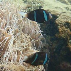 Amphiprion akindynos