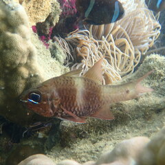 Ostorhinchus norfolcensis