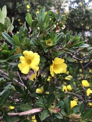 Hibbertia obtusifolia