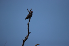 Eurystomus orientalis