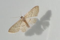 Scopula umbilicata