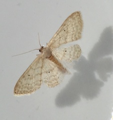 Scopula umbilicata