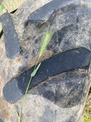 Hordeum