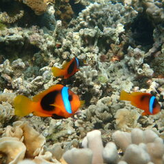 Amphiprion melanopus