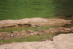 Elseyornis melanops