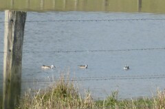 Nettapus coromandelianus