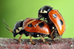 Cryptocephalus cordiger