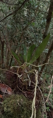 Aeranthes