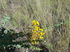 Acacia sertiformis
