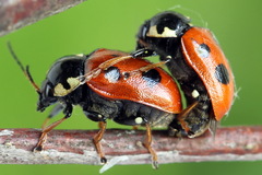 Cryptocephalus cordiger