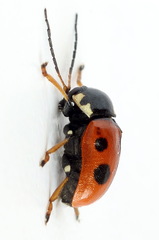 Cryptocephalus cordiger